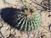 Ferocactus emoryi