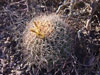 Ferocactus emoryi