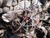 Ferocactus emoryi