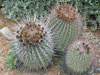 Ferocactus emoryi