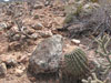 Ferocactus emoryi