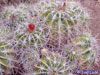 Ferocactus flavovirens