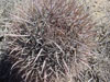 Ferocactus fordii