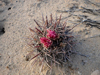 Ferocactus fordii