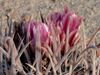 Ferocactus fordii