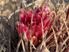 Ferocactus fordii