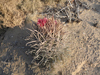 Ferocactus fordii