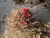 Ferocactus fordii