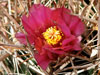 Ferocactus fordii