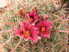 Ferocactus fordii