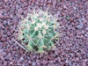 Ferocactus glaucescens