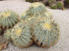 Ferocactus glaucescens