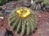 Ferocactus glaucescens