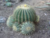 Ferocactus glaucescens