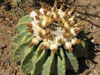 Ferocactus glaucescens