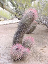 Ferocactus gracilis