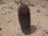 Ferocactus gracilis