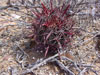 Ferocactus gracilis