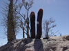 Ferocactus gracilis