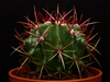 Ferocactus gracilis