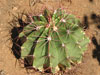 Ferocactus haematacanthus