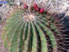 Ferocactus haematacanthus