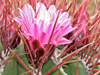 Ferocactus haematacanthus