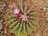 Ferocactus haematacanthus