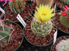 Thelocactus setispinus