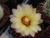 Thelocactus setispinus