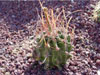 Ferocactus hamatacanthus