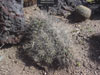 Ferocactus hamatacanthus