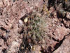 Ferocactus hamatacanthus