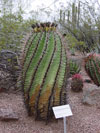 Ferocactus herrerae