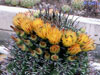 Ferocactus herrerae