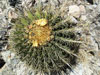 Ferocactus histrix