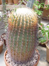 Ferocactus johnstonianus