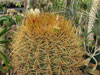 Ferocactus johnstonianus