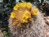 Ferocactus johnstonianus