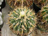 Ferocactus latispinus