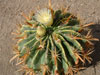 Ferocactus latispinus