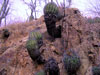 Ferocactus lindsayi