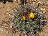 Ferocactus lindsayi