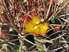 Ferocactus lindsayi