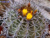 Ferocactus lindsayi