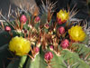 Ferocactus lindsayi