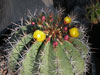 Ferocactus lindsayi