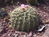 Ferocactus macrodiscus