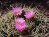 Ferocactus macrodiscus