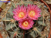 Ferocactus macrodiscus